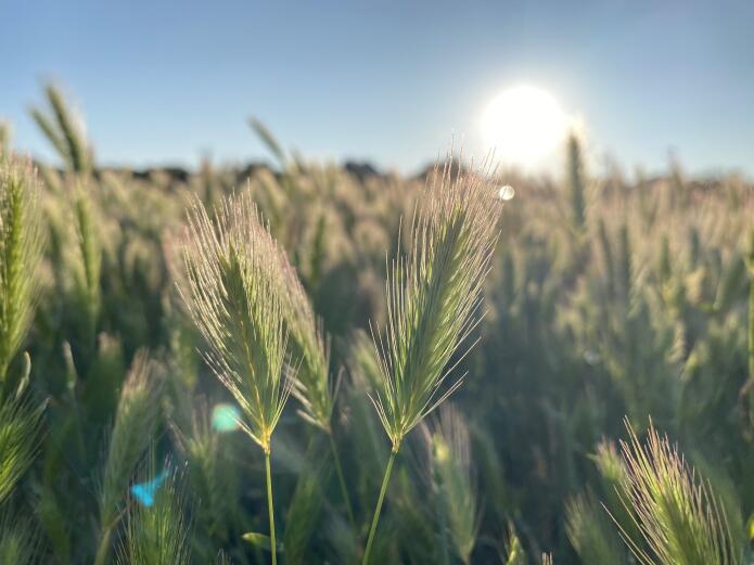 Spikelets of wheat